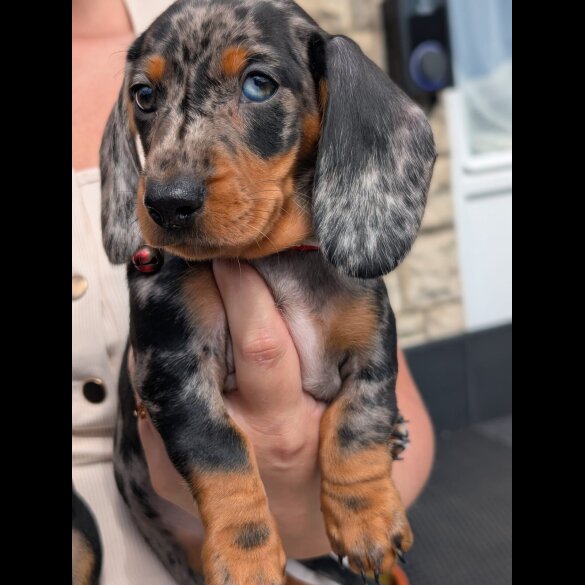Dachshund (Standard &amp; Miniature) - Both