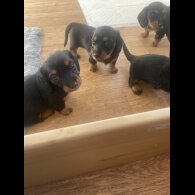Dachshund (Standard &amp; Miniature) - Both