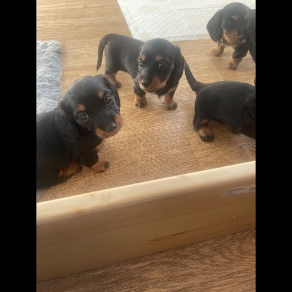 Dachshund (Standard &amp; Miniature) - Both