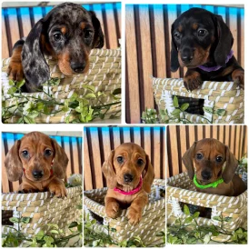 Dachshund (Standard &amp; Miniature) - Both