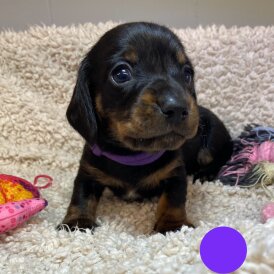 Dachshund (Standard &amp; Miniature) - Both