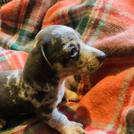 Dachshund (Standard &amp; Miniature) - Both