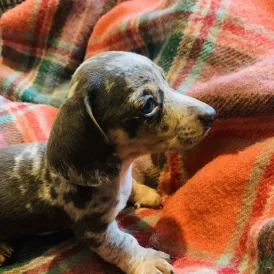 Dachshund (Standard &amp; Miniature) - Both