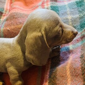 Dachshund (Standard &amp; Miniature) - Both