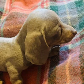 Dachshund (Standard &amp; Miniature) - Both