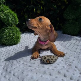 Dachshund (Standard &amp; Miniature) - Both