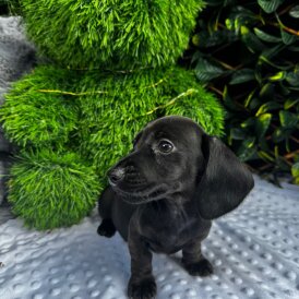 Dachshund (Standard &amp; Miniature) - Both