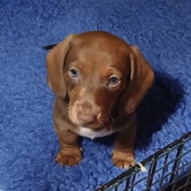 Dachshund (Standard &amp; Miniature) - Both