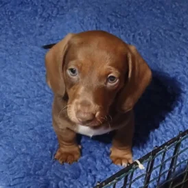Dachshund (Standard &amp; Miniature) - Both