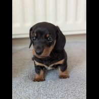 Dachshund (Standard &amp; Miniature) - Both