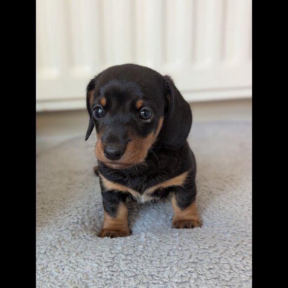 Dachshund (Standard &amp; Miniature) - Both