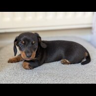 Dachshund (Standard &amp; Miniature) - Both