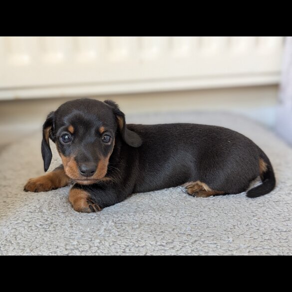Dachshund (Standard &amp; Miniature) - Both
