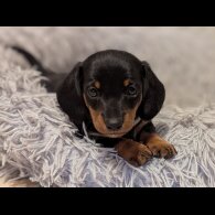 Dachshund (Standard &amp; Miniature) - Both