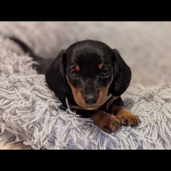 Dachshund (Standard &amp; Miniature) - Both