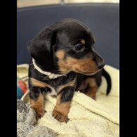 Dachshund (Standard &amp; Miniature) - Both
