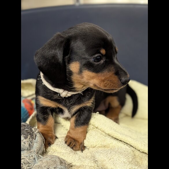 Dachshund (Standard &amp; Miniature) - Both