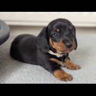 Dachshund (Standard &amp; Miniature) - Both