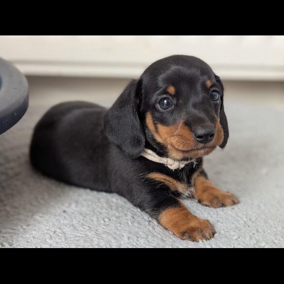 Dachshund (Standard &amp; Miniature) - Both