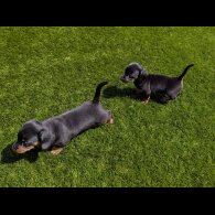 Dachshund (Standard &amp; Miniature) - Both