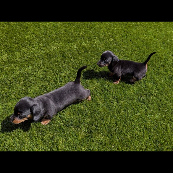 Dachshund (Standard &amp; Miniature) - Both