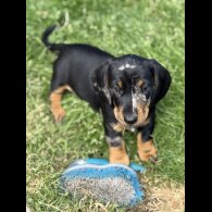 Dachshund (Standard &amp; Miniature) - Both