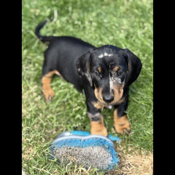 Dachshund (Standard &amp; Miniature) - Both