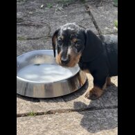 Dachshund (Standard &amp; Miniature) - Both