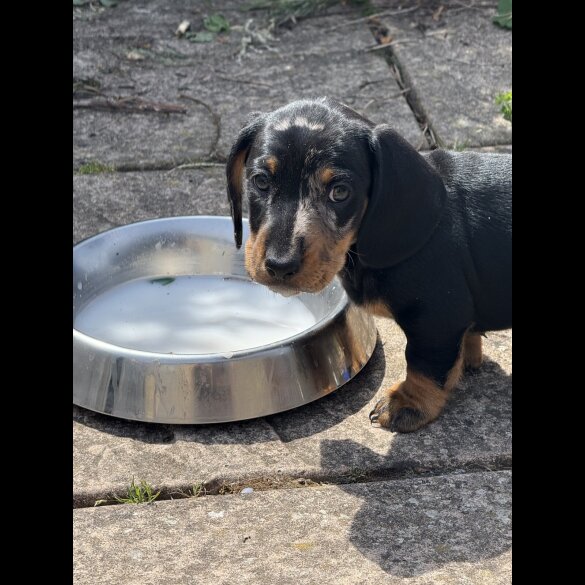 Dachshund (Standard &amp; Miniature) - Both