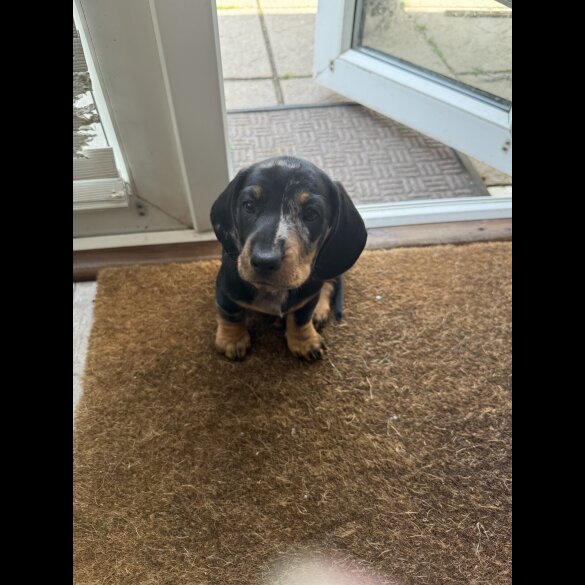 Dachshund (Standard &amp; Miniature) - Both