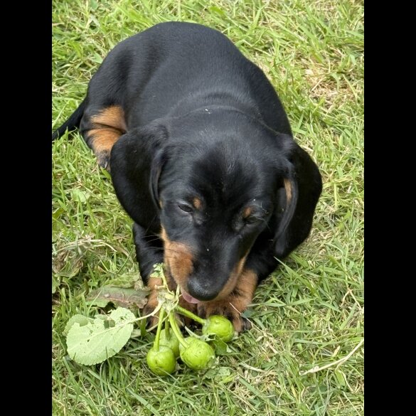 Dachshund (Standard &amp; Miniature) - Both