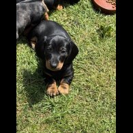 Dachshund (Standard &amp; Miniature) - Both