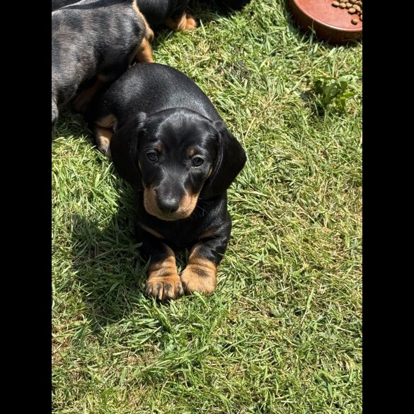 Dachshund (Standard &amp; Miniature) - Both
