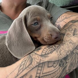 Dachshund (Standard &amp; Miniature) - Both
