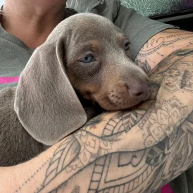 Dachshund (Standard &amp; Miniature) - Both