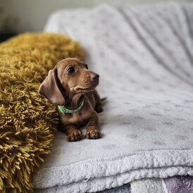 Dachshund (Standard &amp; Miniature) - Both