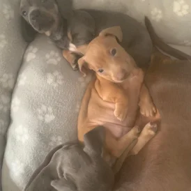 Dachshund (Standard &amp; Miniature) - Both