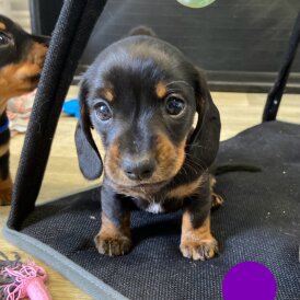 Dachshund (Standard &amp; Miniature) - Both
