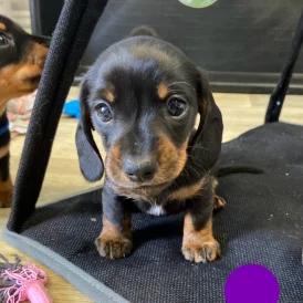 Dachshund (Standard &amp; Miniature) - Both