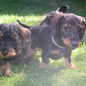 Dachshund (Standard &amp; Miniature) - Both