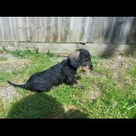 Dachshund (Standard &amp; Miniature) - Both