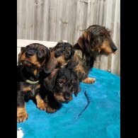 Dachshund (Standard &amp; Miniature) - Both