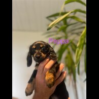 Dachshund (Standard &amp; Miniature) - Both