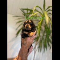 Dachshund (Standard &amp; Miniature) - Both