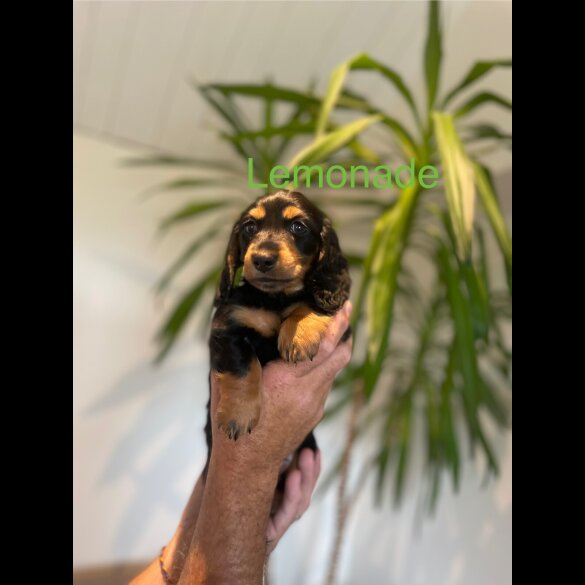 Dachshund (Standard &amp; Miniature) - Both