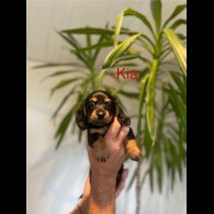 Dachshund (Standard &amp; Miniature) - Both