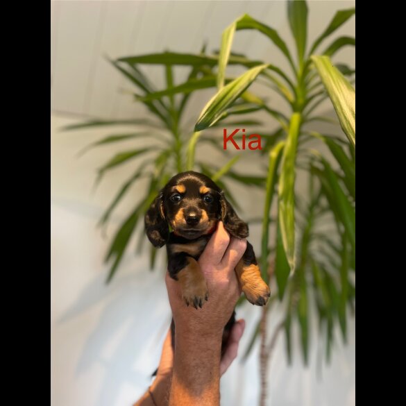 Dachshund (Standard &amp; Miniature) - Both