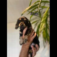 Dachshund (Standard &amp; Miniature) - Both