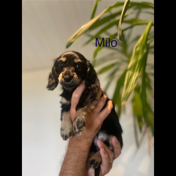 Dachshund (Standard &amp; Miniature) - Both