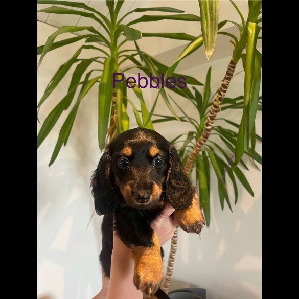 Dachshund (Standard &amp; Miniature) - Both
